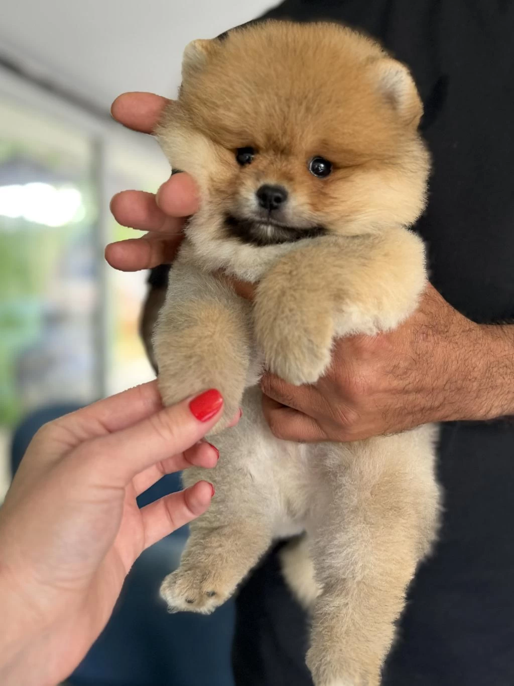 Portakal Gibi Pomeranian Boo Ayicik