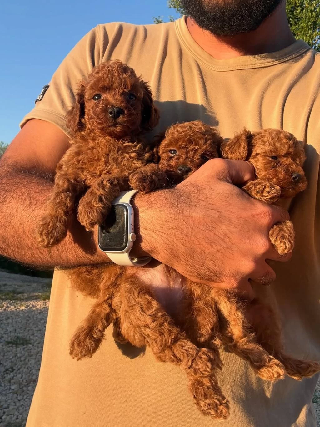 Show Kalite Miniboy Teacup Poodle
