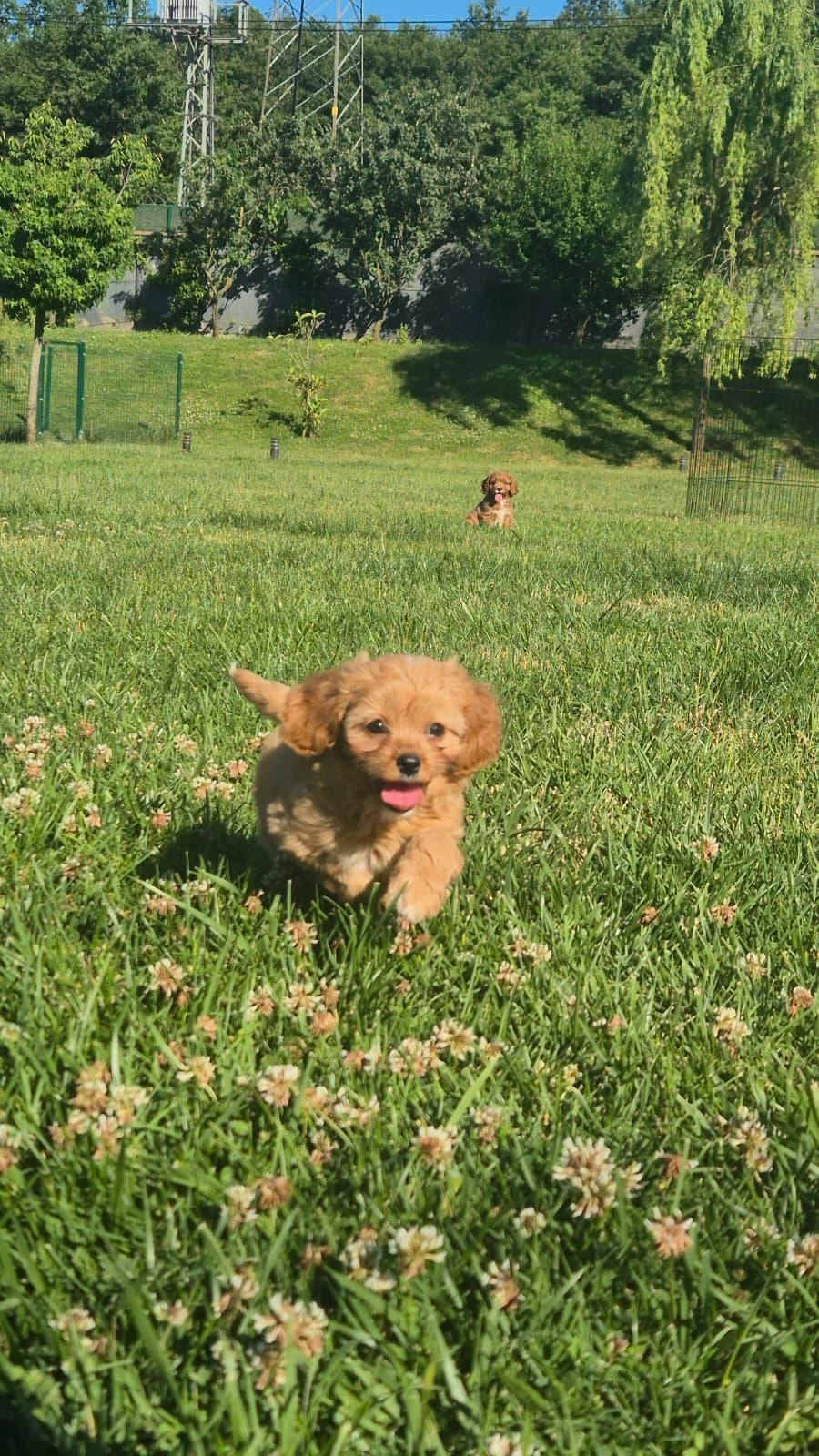 İpeksi Tüylü Neşe Küpü Maltipoo Yavruları