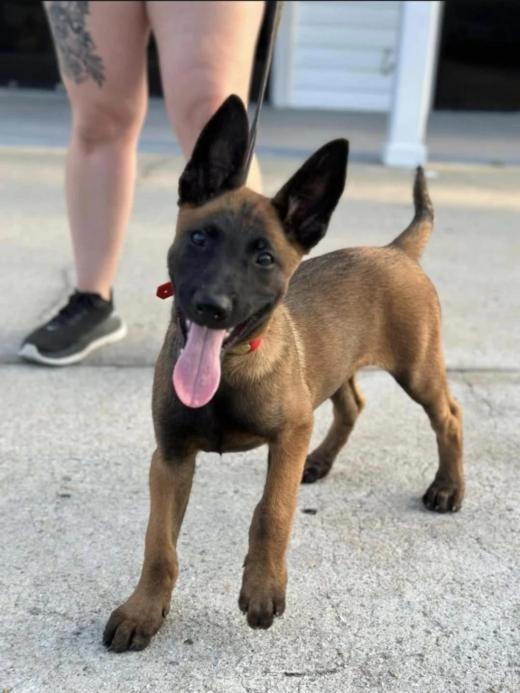 Belçika Malinois Yavrulari İstanbul
