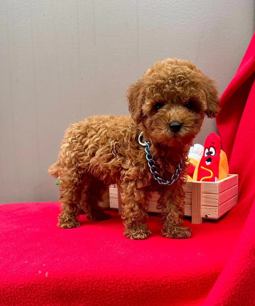 Safkan Toy Poodle Yavrularımız