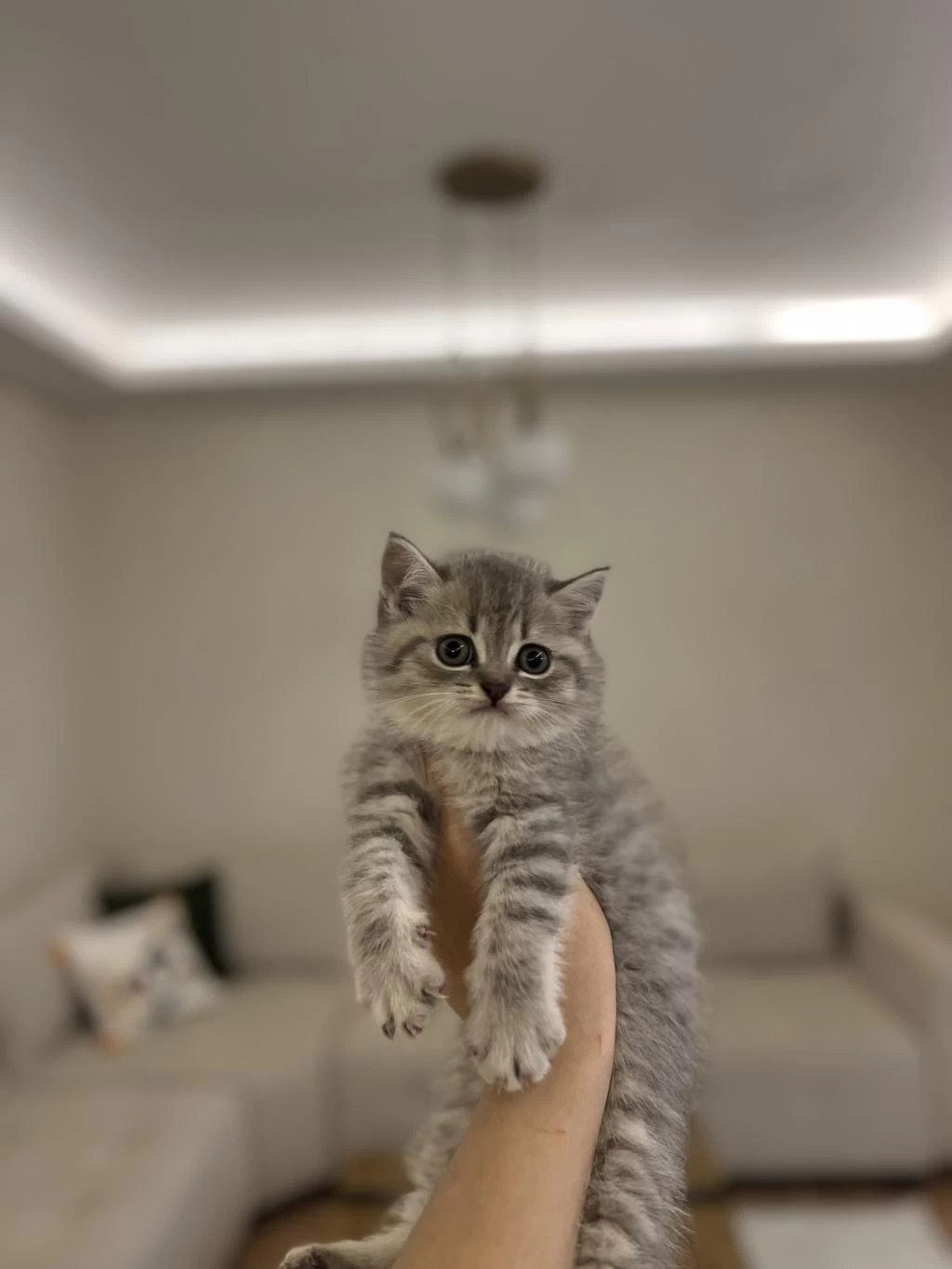 Güzeller Güzeli British Shorthair Yavrular