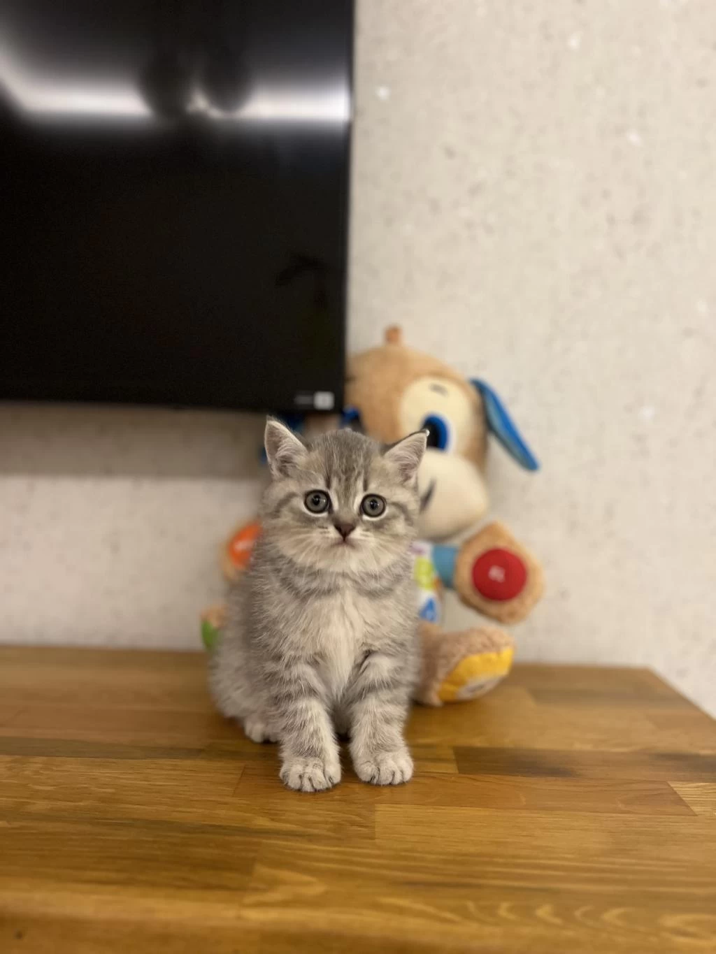 British Shorthair Yavrular
