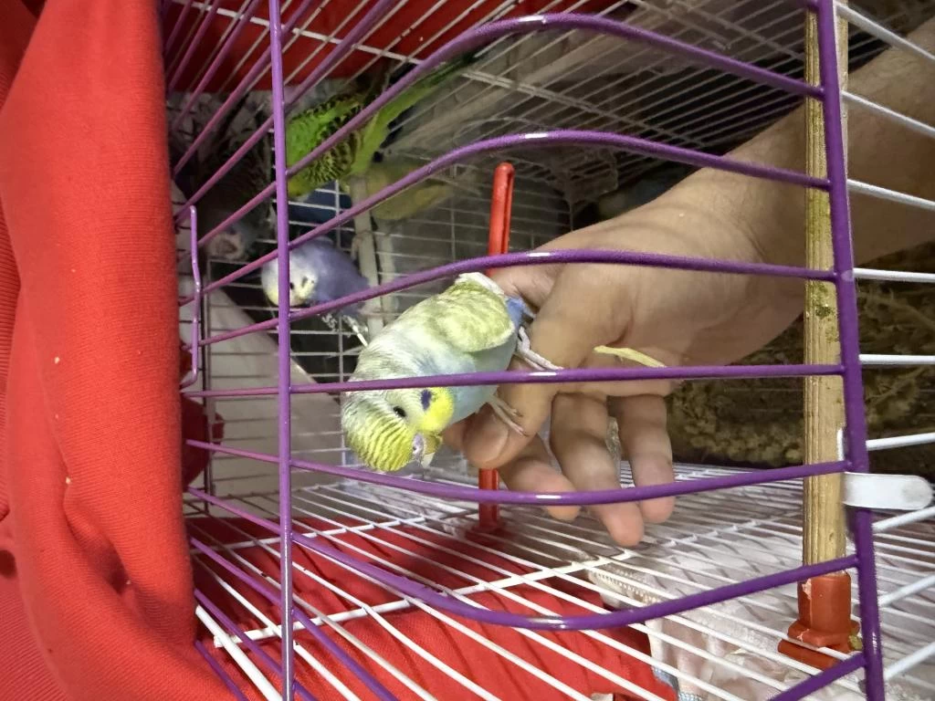 Ele Alişik Bebek Yeni Yeme Düşmüş Muhabbetler