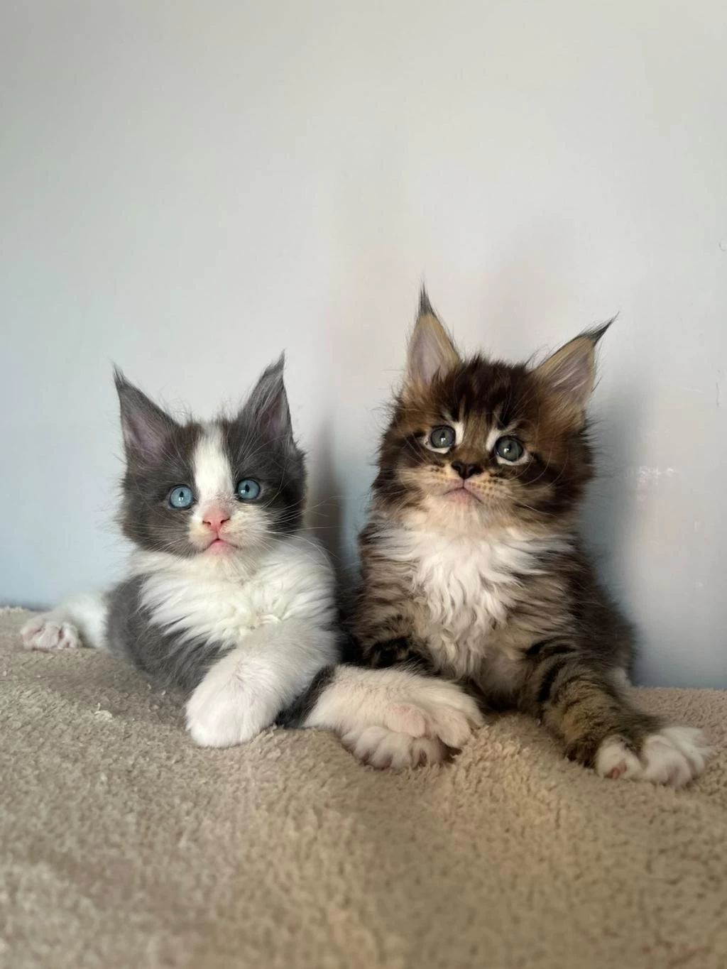 Sağlik Ve İrk Garantili Minik Maine Coon Devler