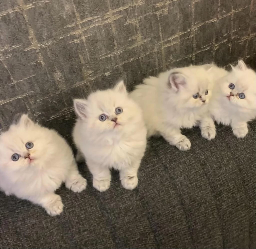 British Longhair Yavrularim