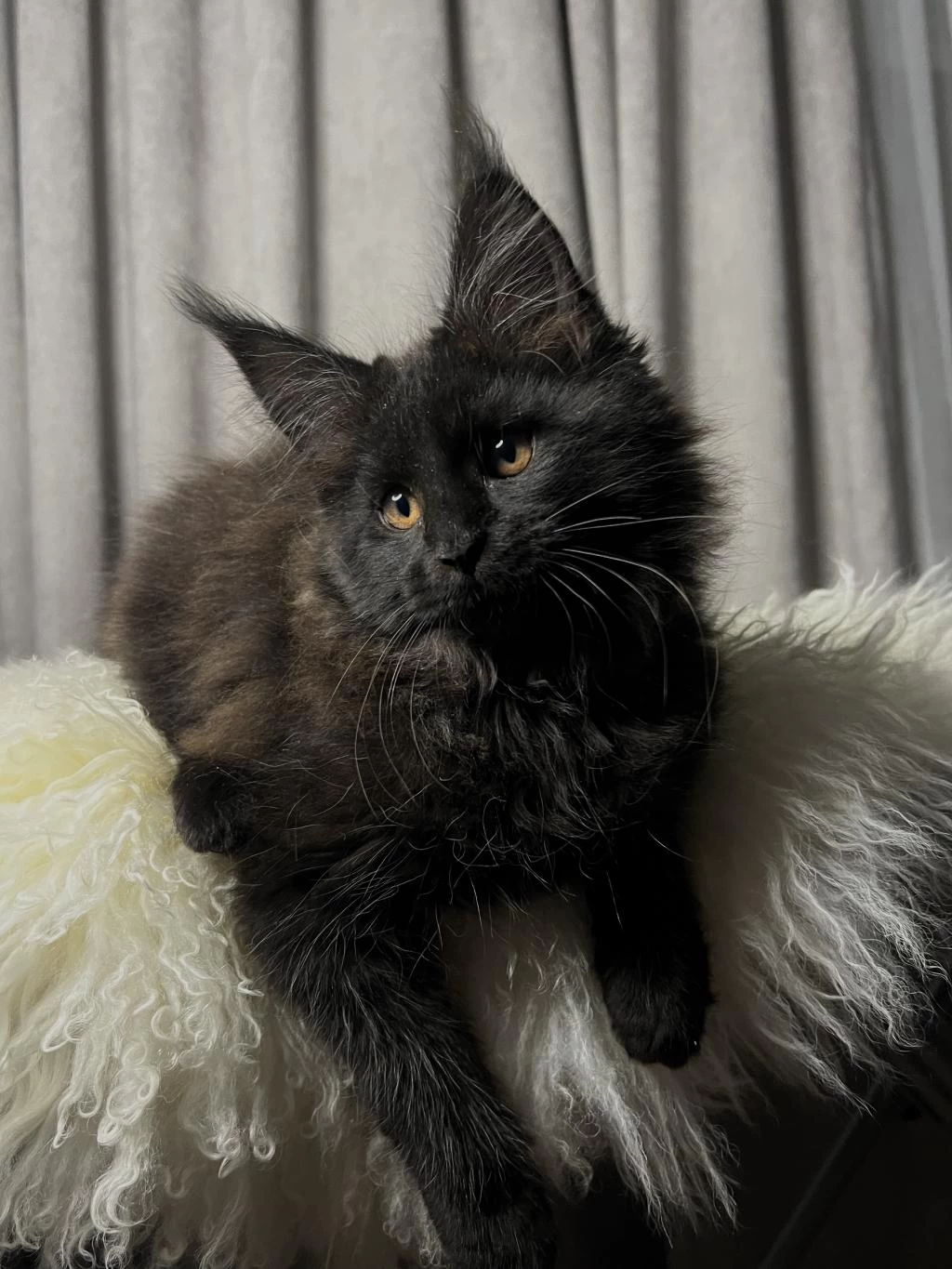 Özel Kalite Maine Coon Dişi