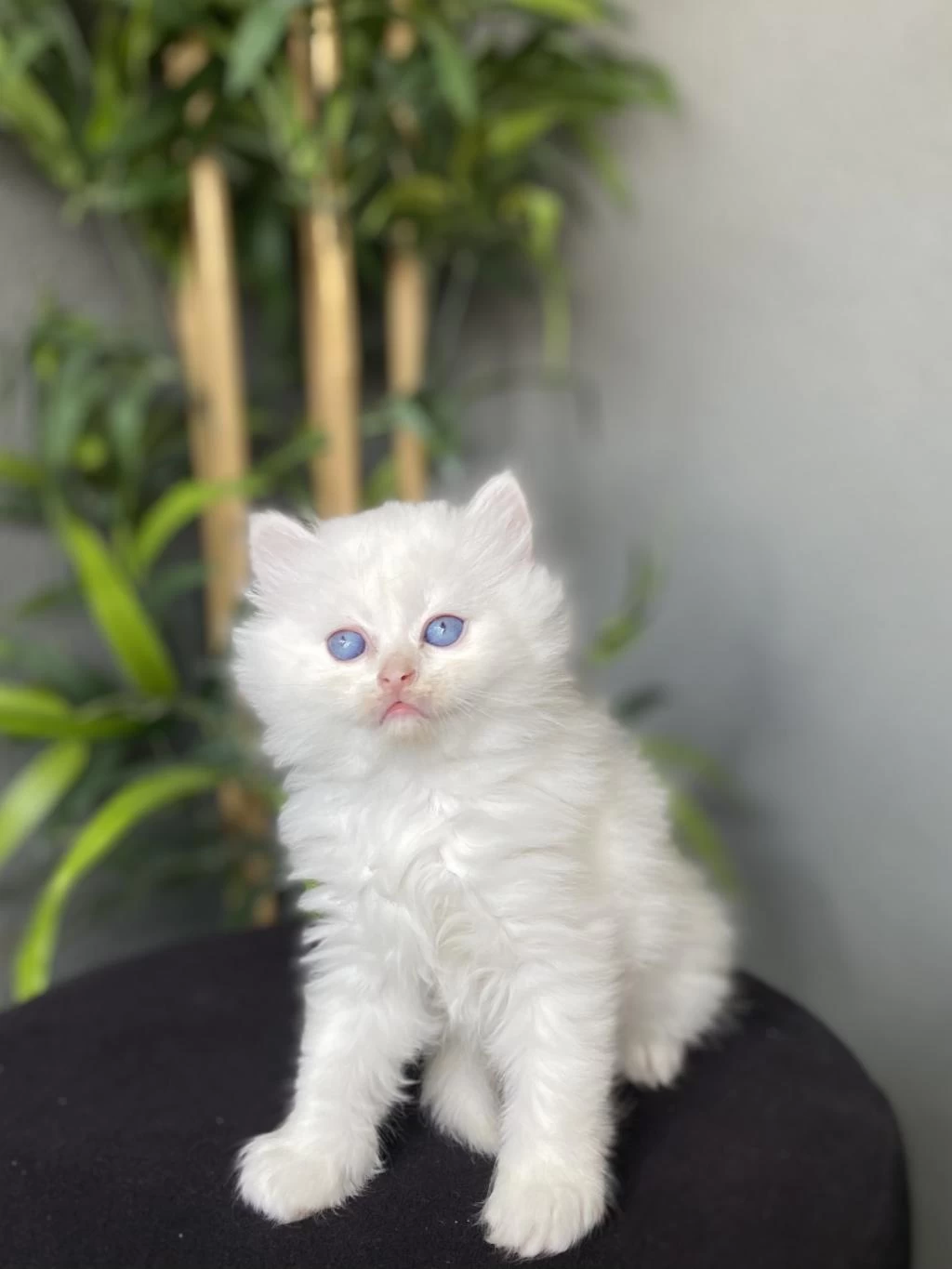 British Longhair Beyaz Yavrularim