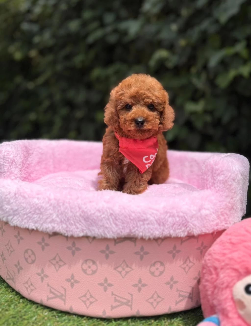 Orjinal Toy Poodle Yavruları