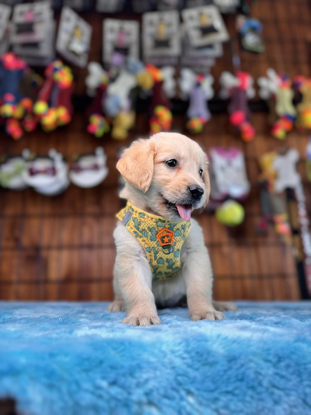 Her Eve Uygun Golden Retriever Bebekler