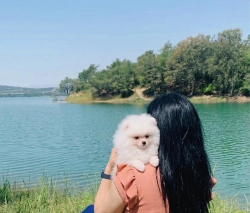 Pomeranian Boo Teacup Üst Kalite Erkek Yavrumuz
