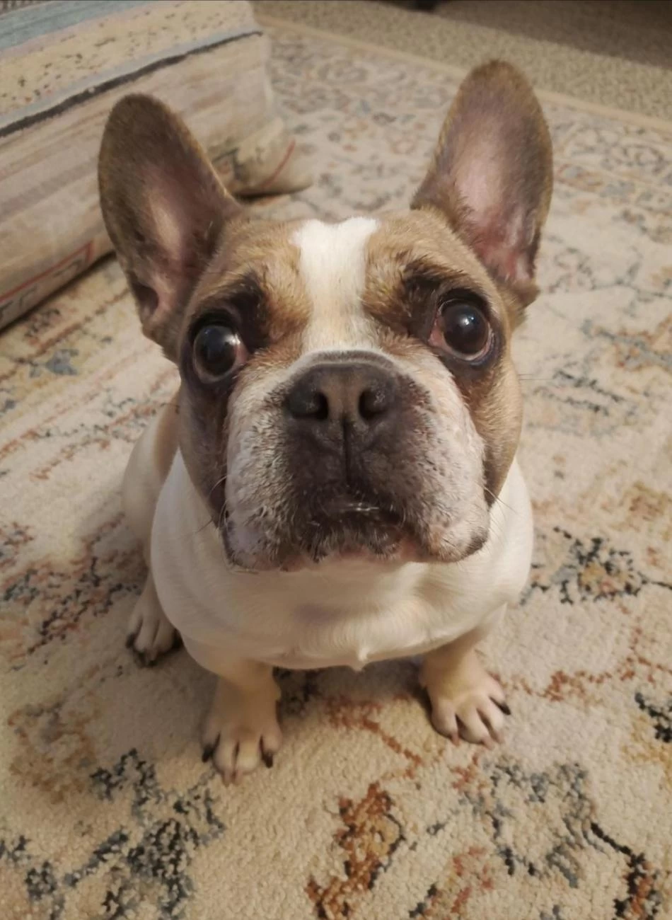 Fransız Bulldog Kızım