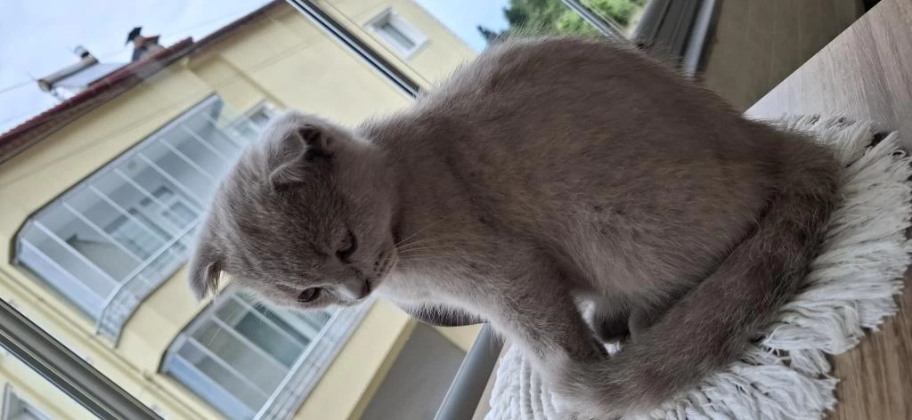 2 Aylık Yavru Scottish Fold