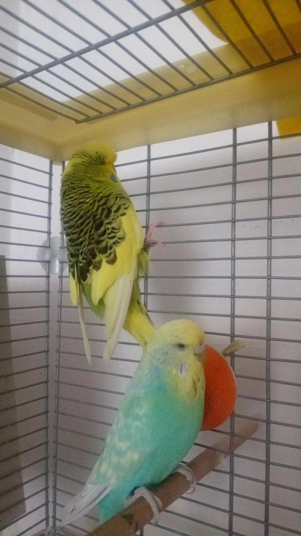 Jumbo Takım Muhabbet Kuşu