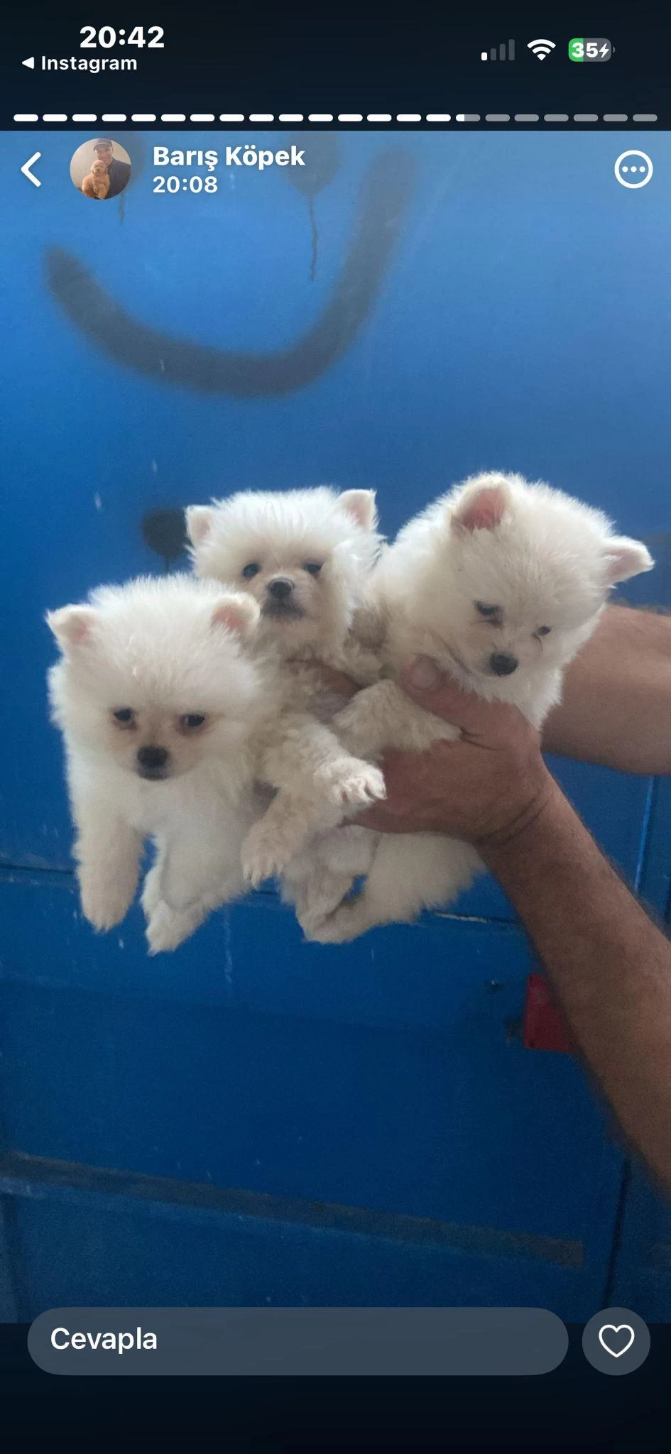 Pomeranian Yavrular İrk Sağlık Garantili