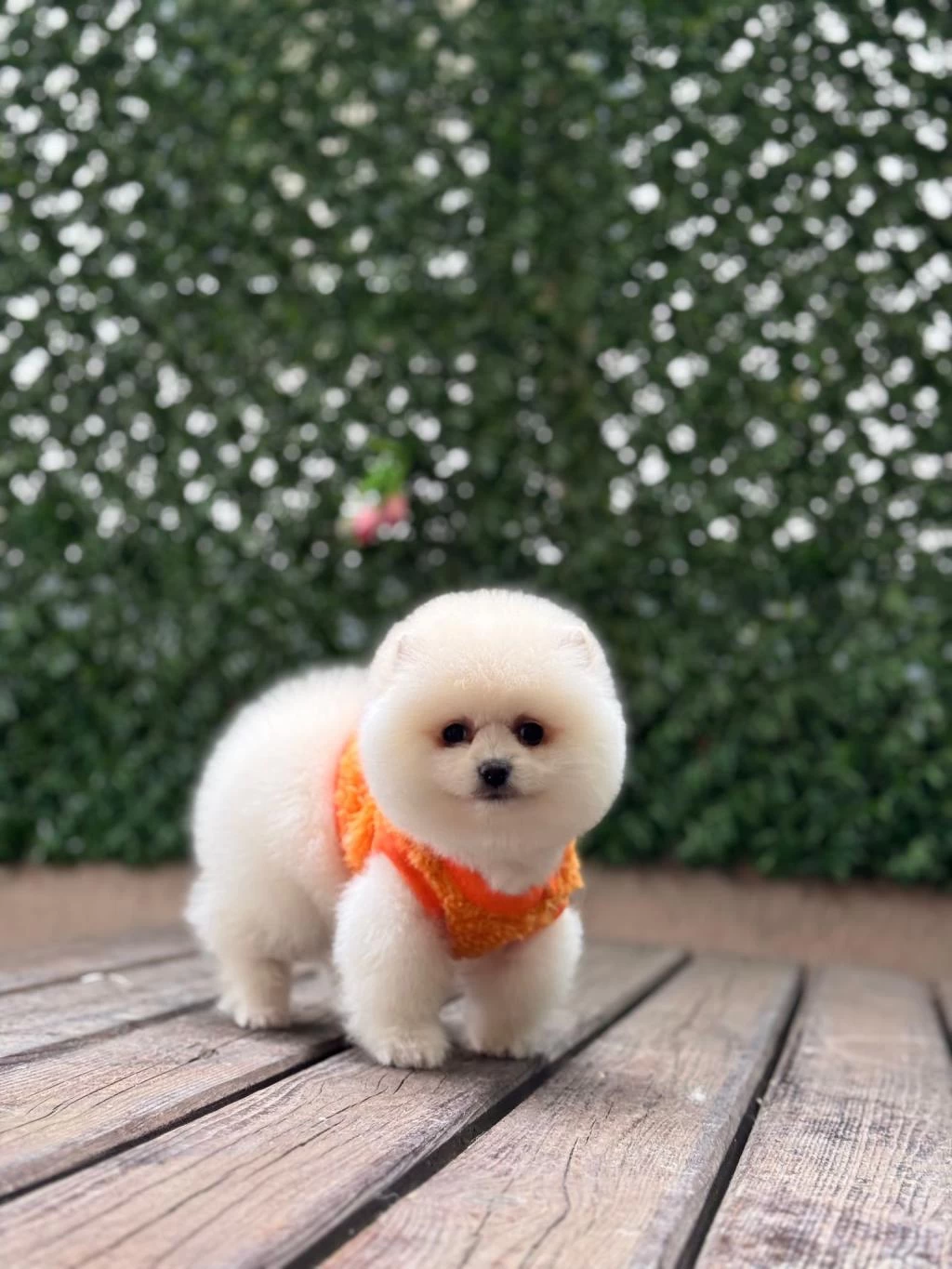 Sağlik Ve İrk Garantili Pomeranian