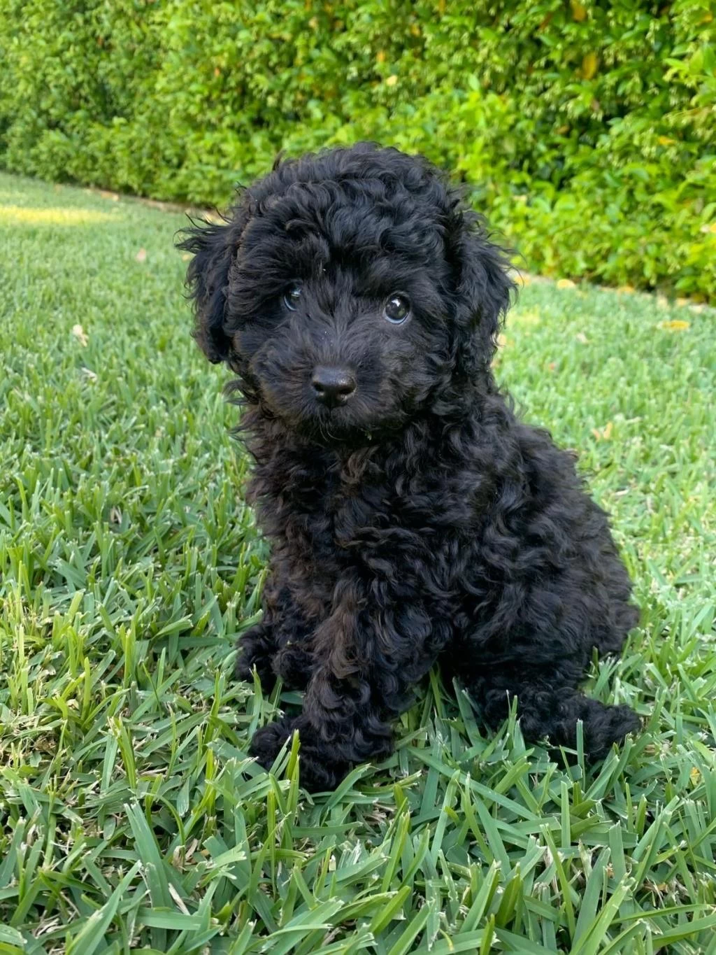 Sevimliliğiyle Büyüleyen Siyah Toy Poodle