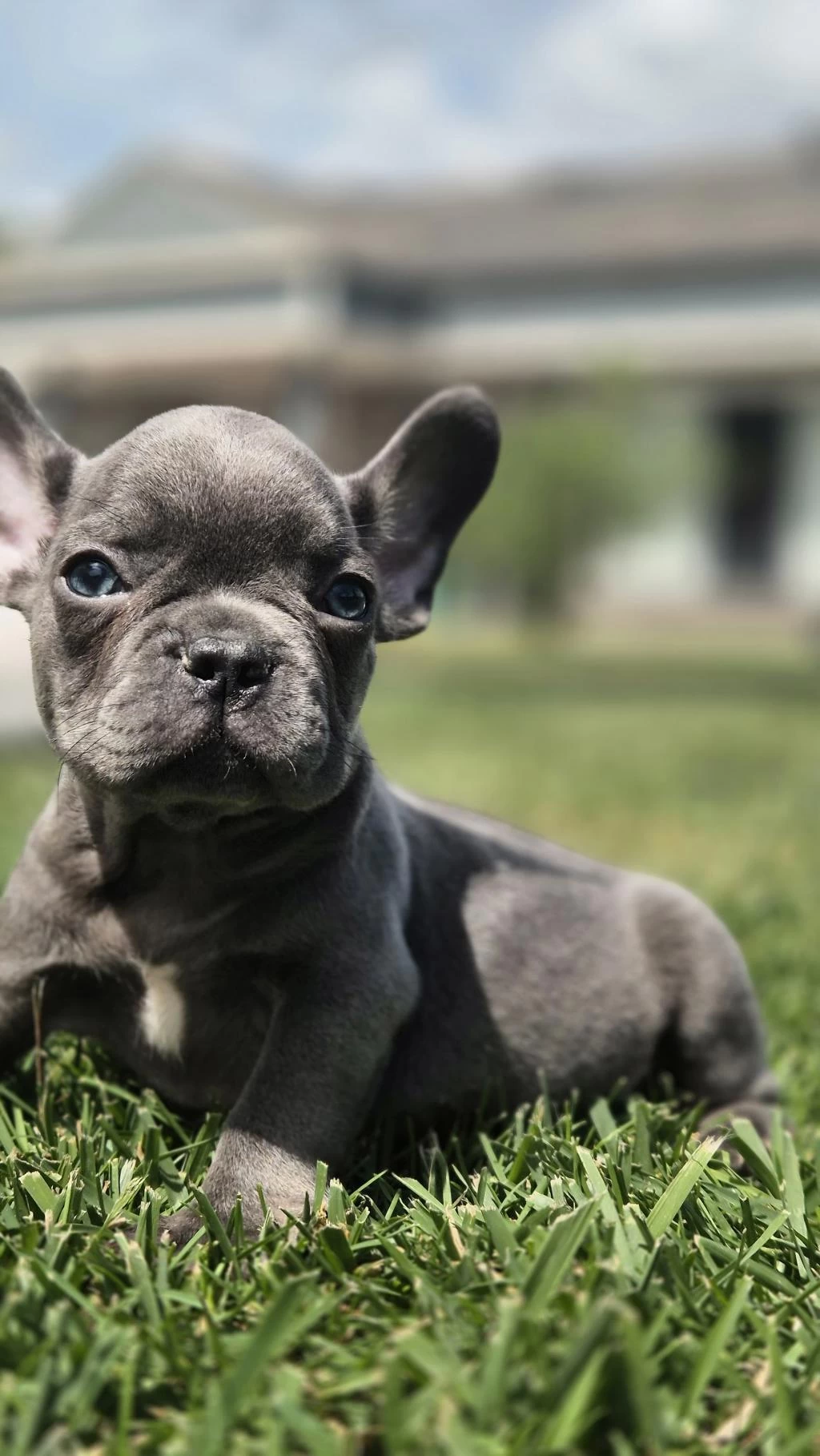 Blue French Bulldog Yavruları