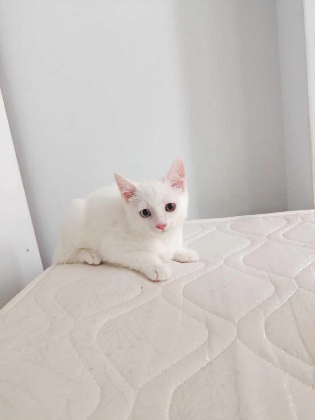 Van Kedisi Yavrusu 3 Aylık Erkek