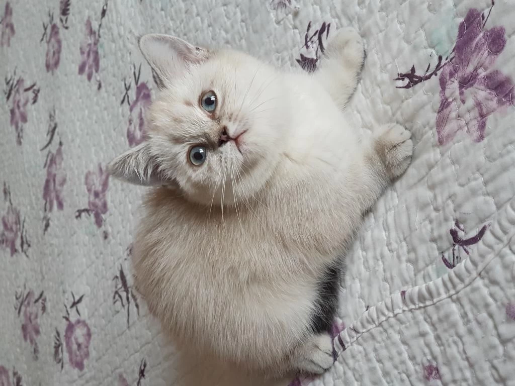 British Shorthair Silver