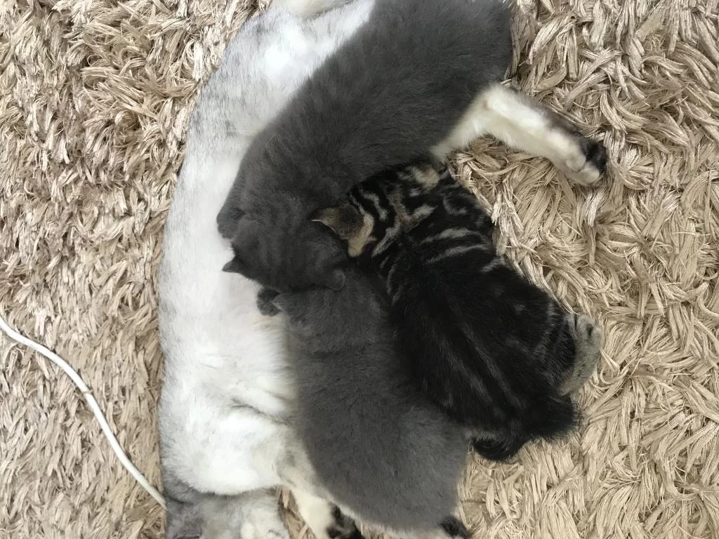 1 Aylık British Shorthair Yavrular