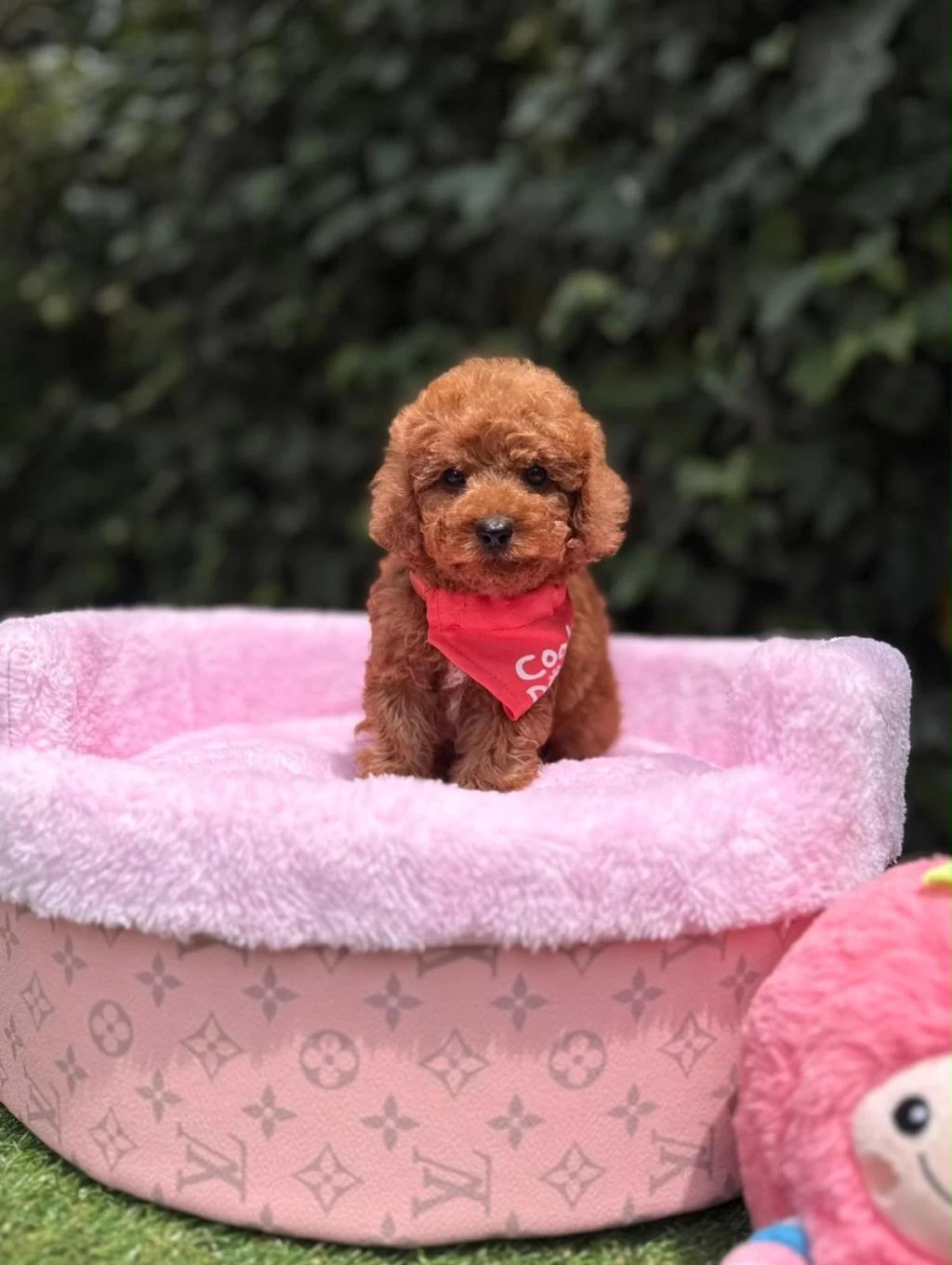 Orjinal Toy Poodle Yavruları