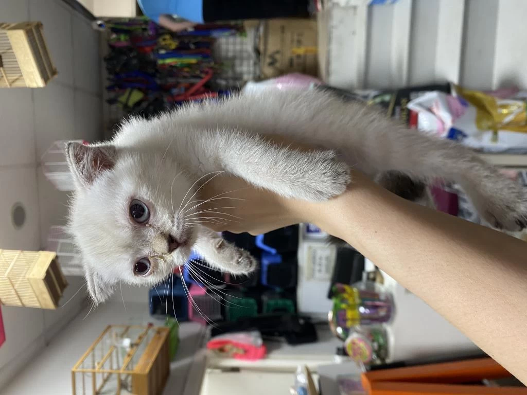 Çok Özel British Shorthair Yavrularımız