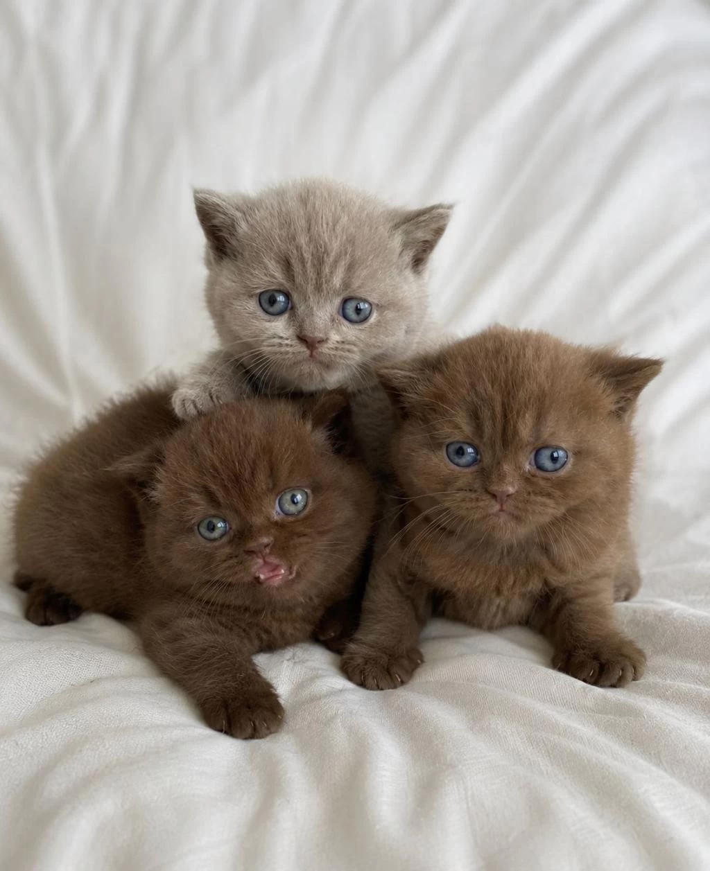 Nadir Özel Renk Chocolate British Shorthair Yavrular