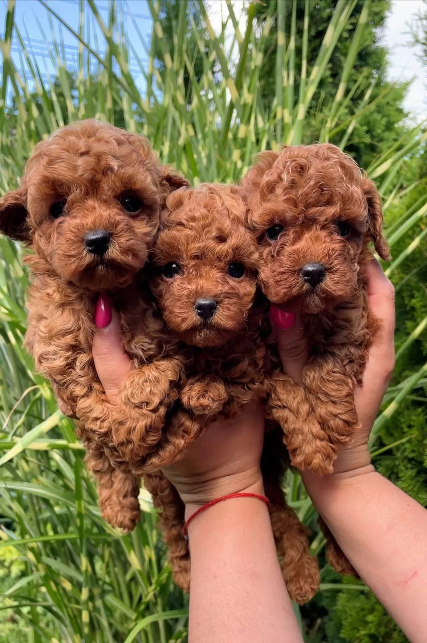 Toy Poodle Bebeklerimiz
