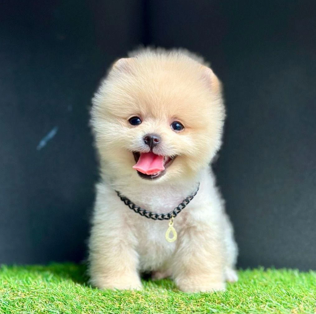 Safkan Pomeranian Boo Bebekler