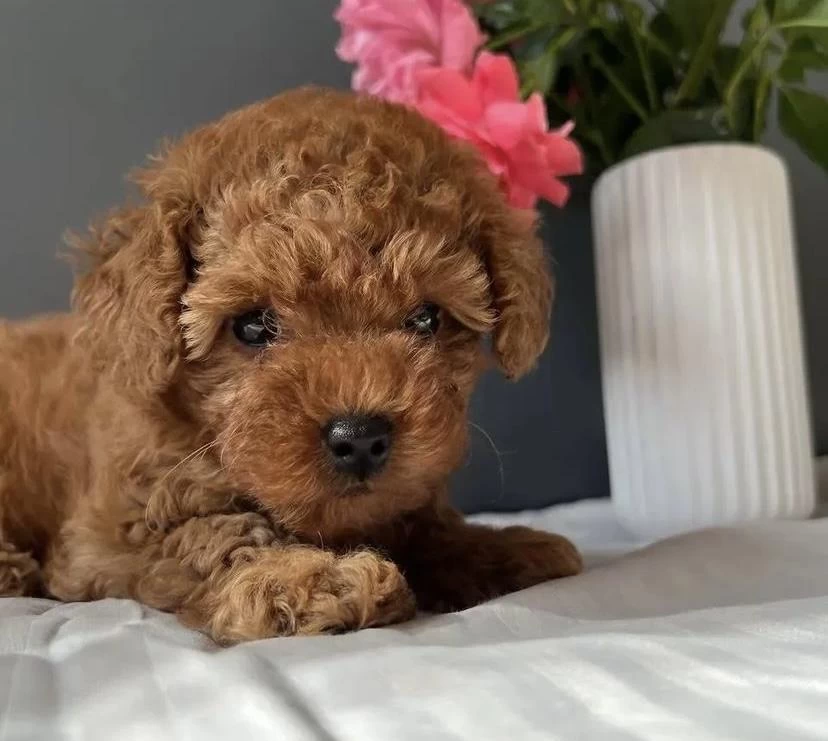 Kore Kan Red Toy Poodle Yavrularim