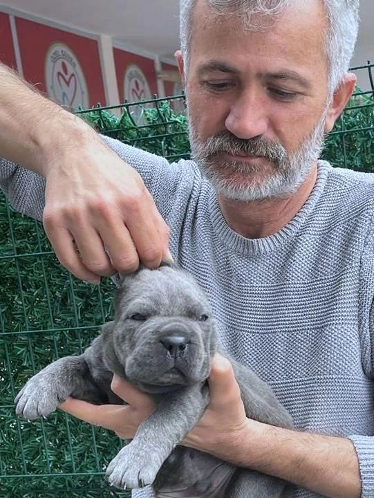 Fci-kif Secereli Safkan Cane Corso Köpekler