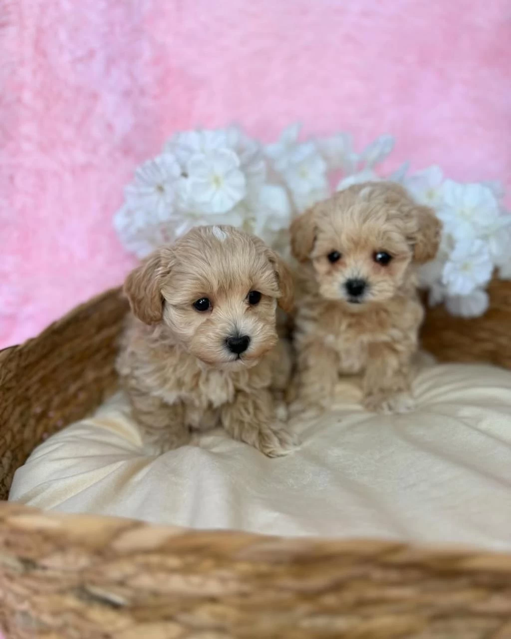 İrk Garantili Maltipoo Yavrulari