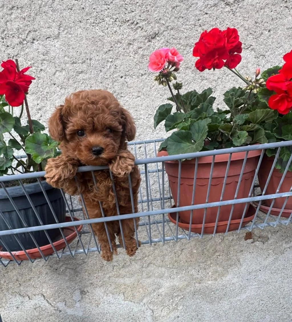 Ruhsatli Köpek Çiftlikten Toy Poodle Yavrularımız