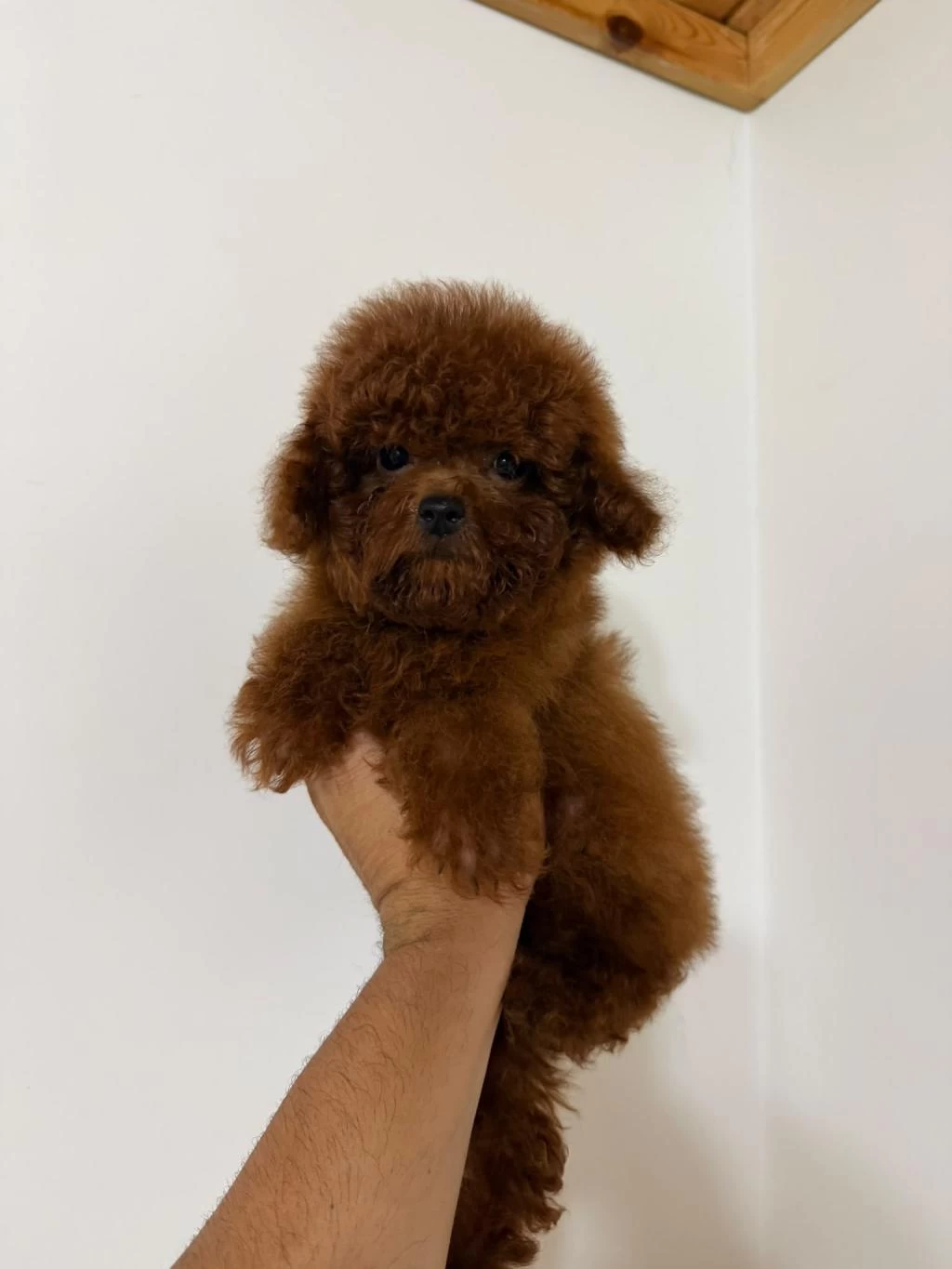 Gerçek Kore Poodle Yavrular