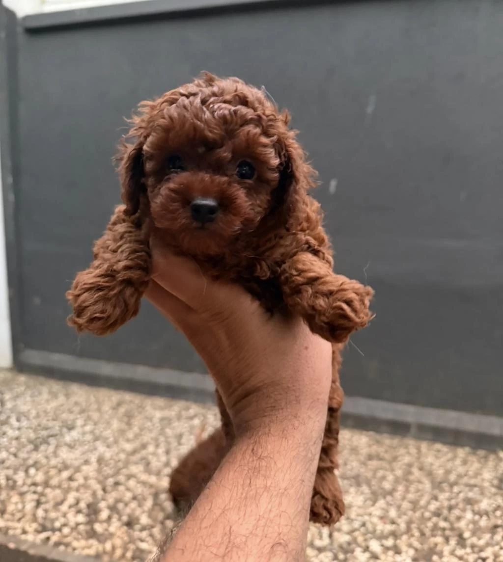 Kısa Kuyruk Kore Dark Brown Yavrular