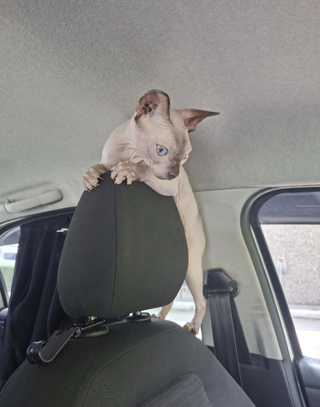 Ücretsiz Dişi Sphynx
