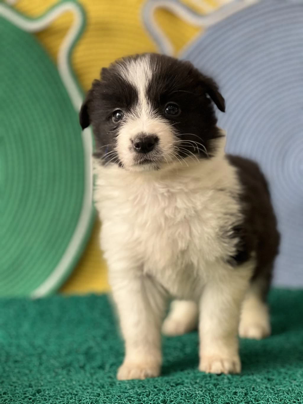 Zeka Küpü İrk Garantili Border Collie Yavrular