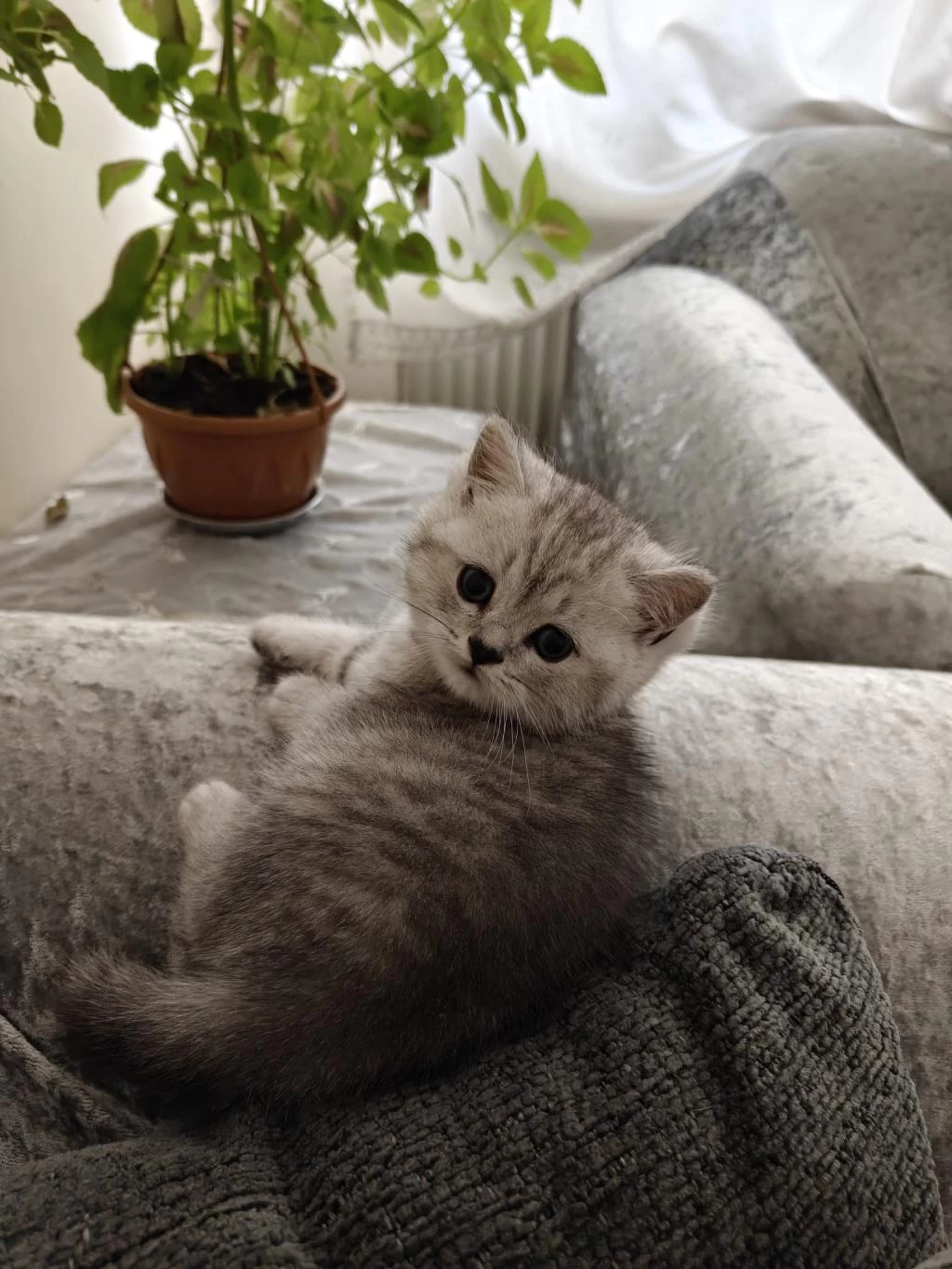 British Shorthair Erkek Yavru