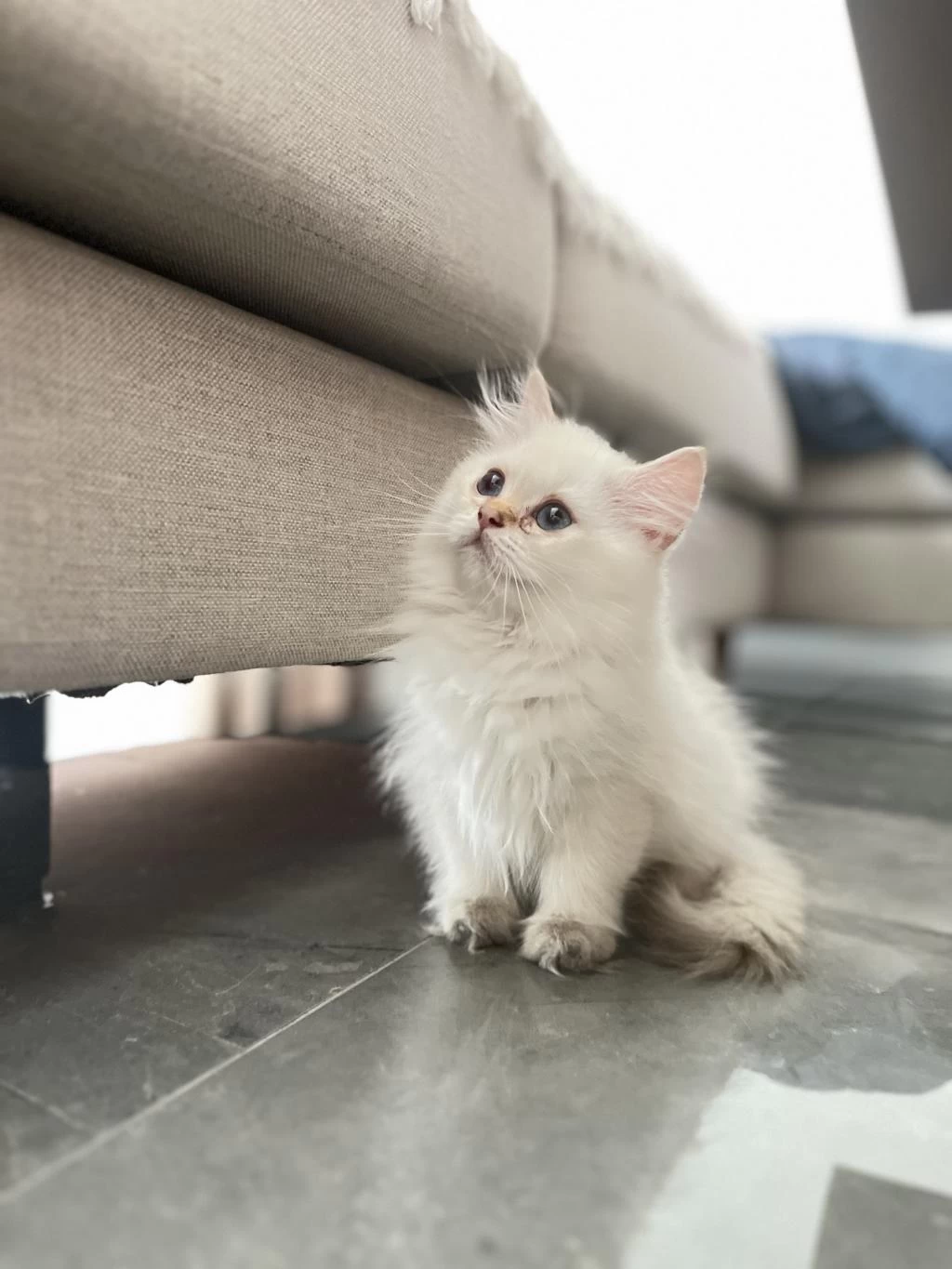 Yeni Ailesini Arıyor British Longhair
