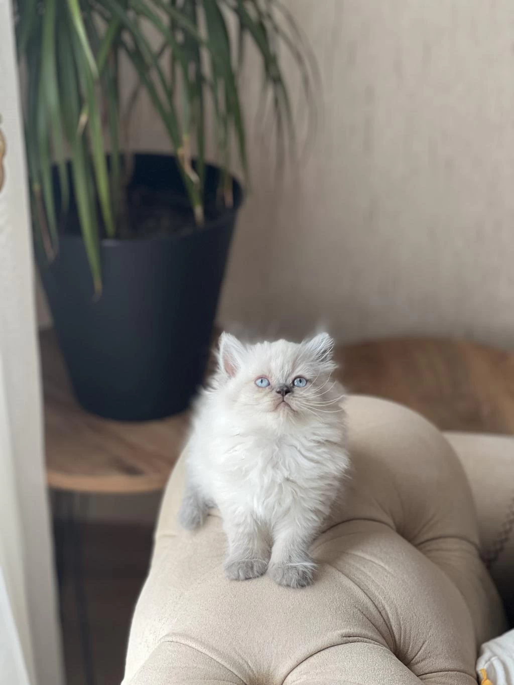 Sevimli Surat British Longhair Blue Point