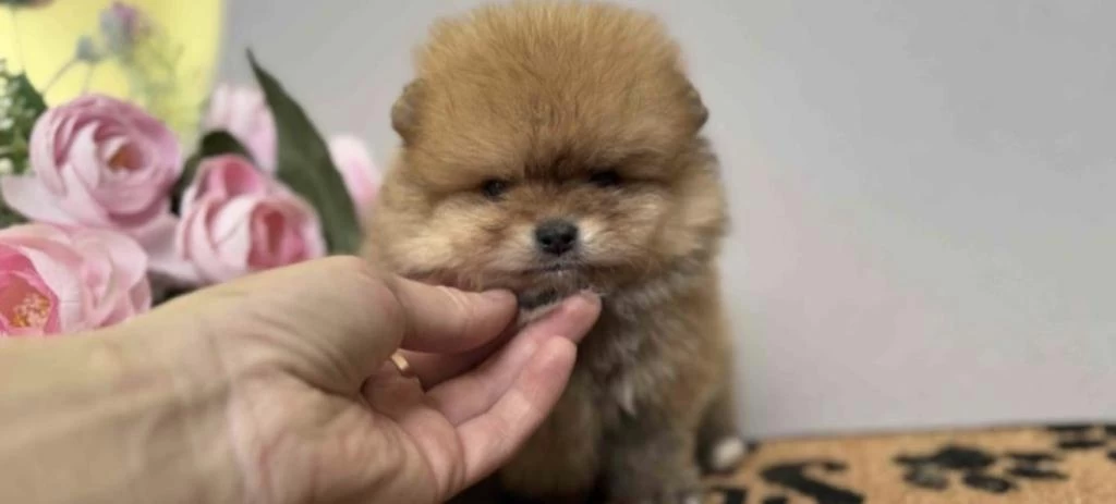 Pomeranian Boo Cinsi