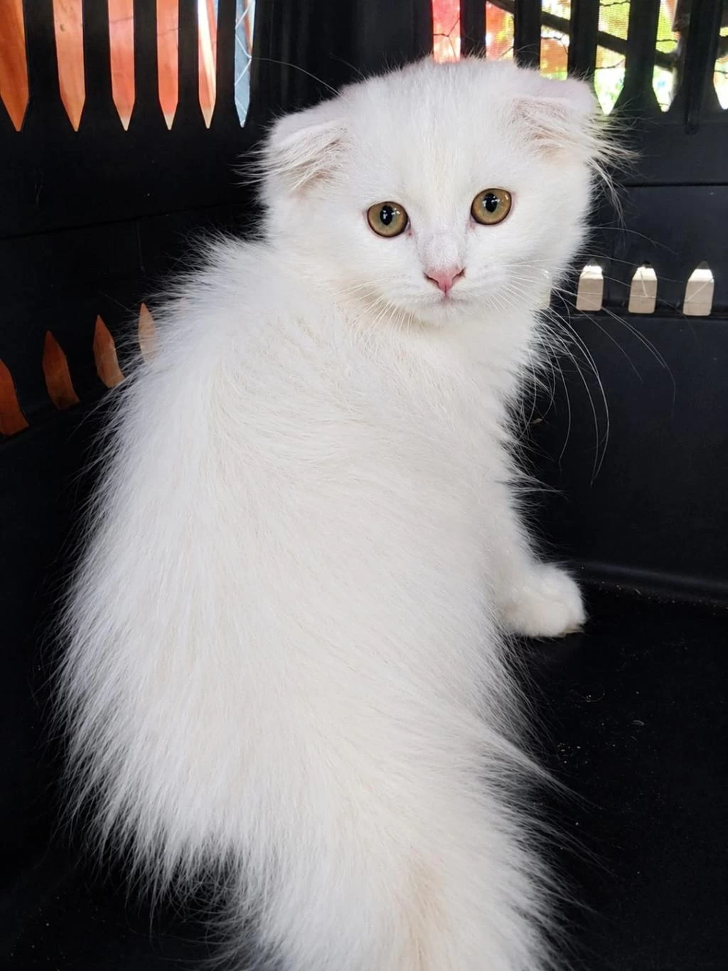Scottish Fold Longhair White