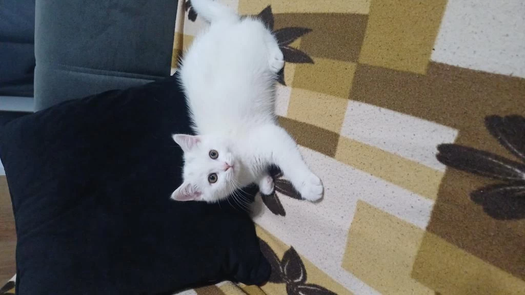 British Shorthair Yavrumuz