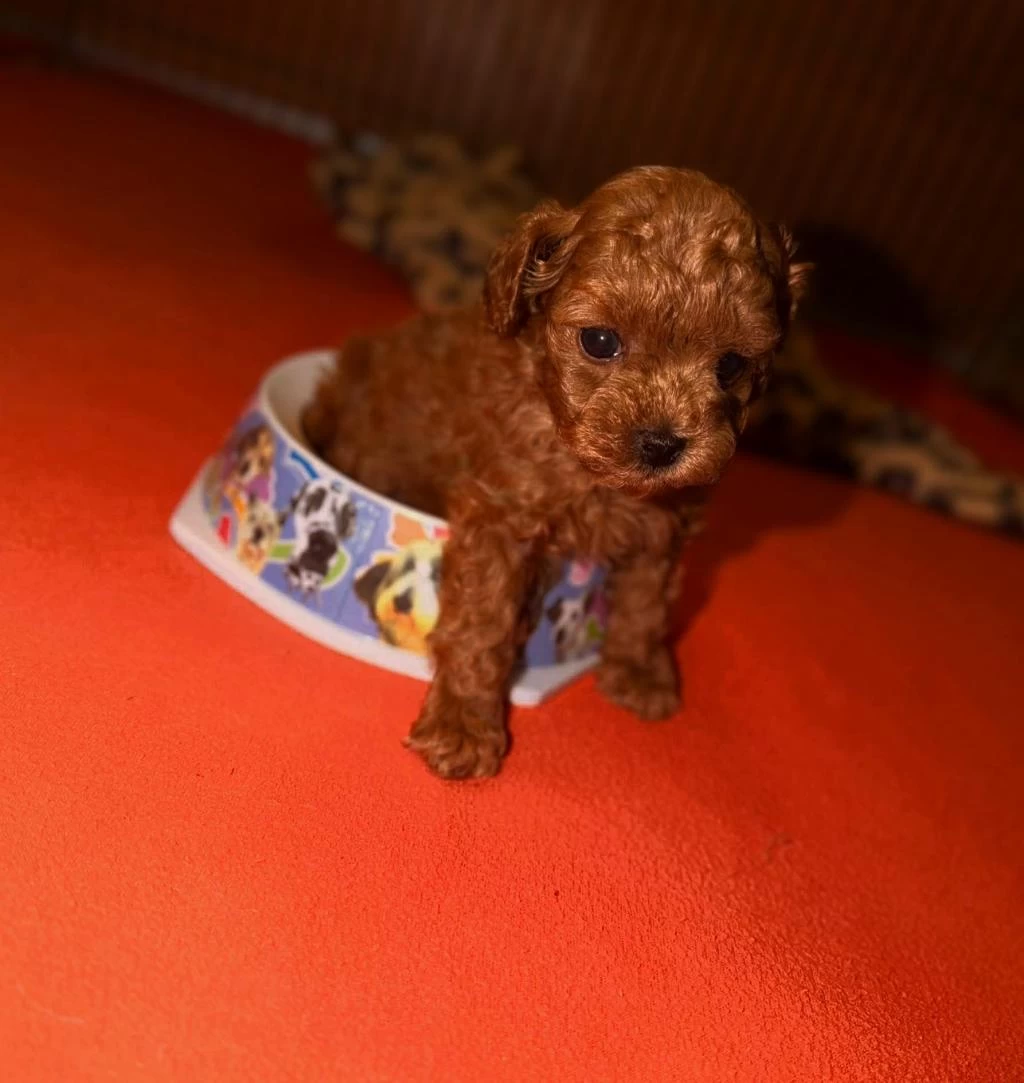 Toypoodle Yavrularımız