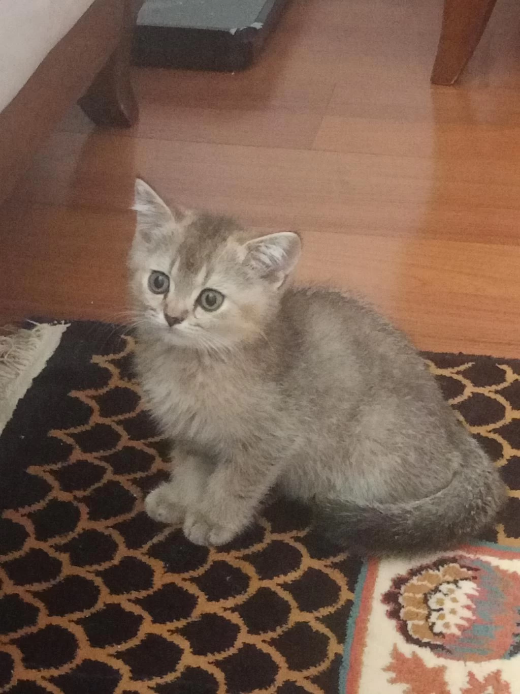 Golden Ny 12 British Shorthair