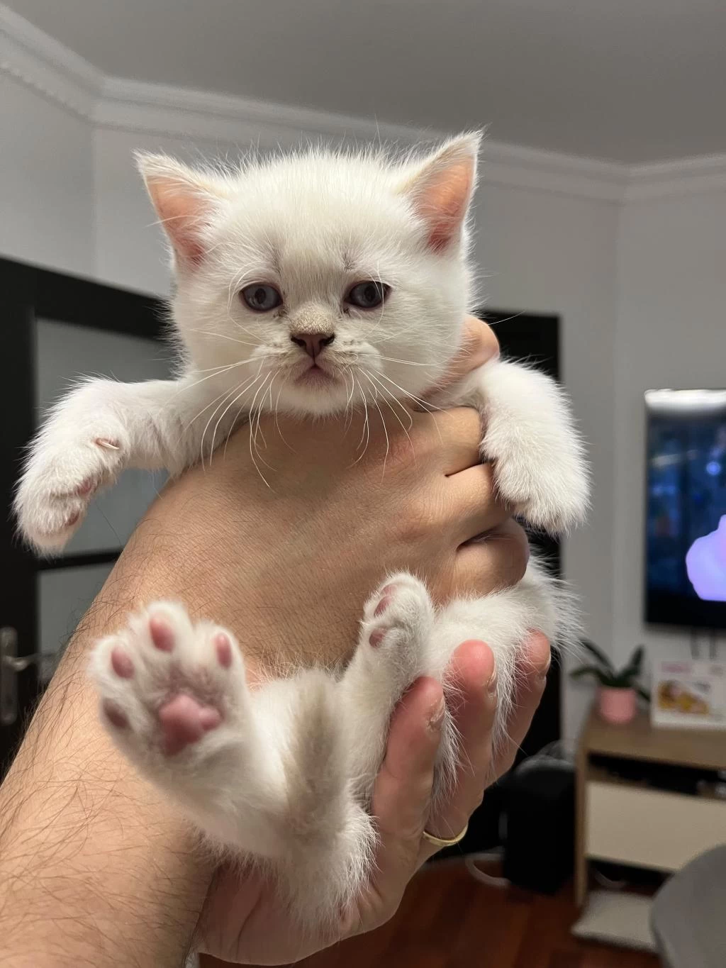 12 Mayıs Doğumlu British Shorthair Yavrularıma Yuva