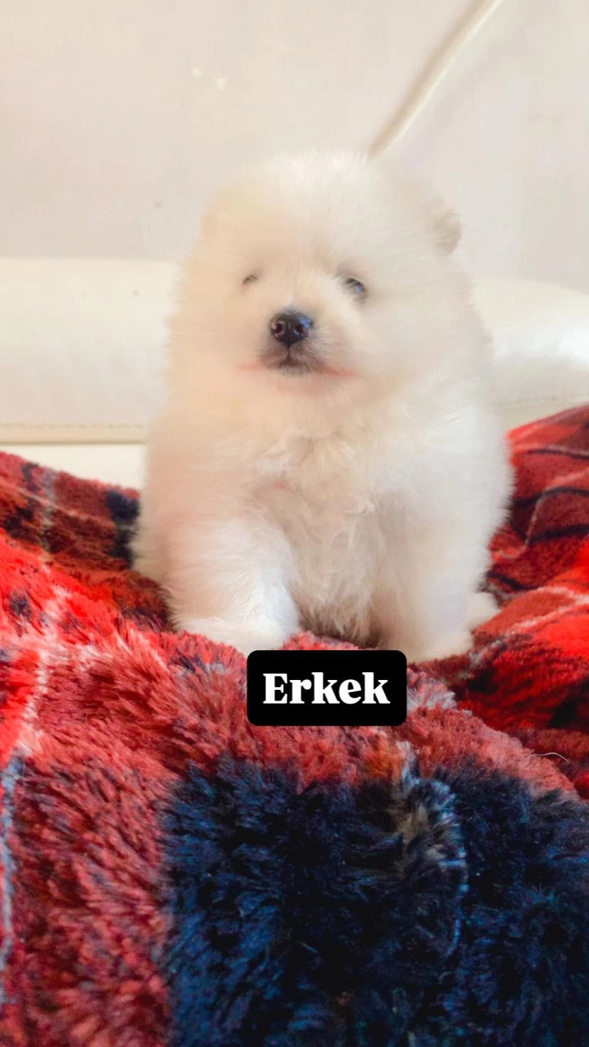 Erkek Pomeranian Boo