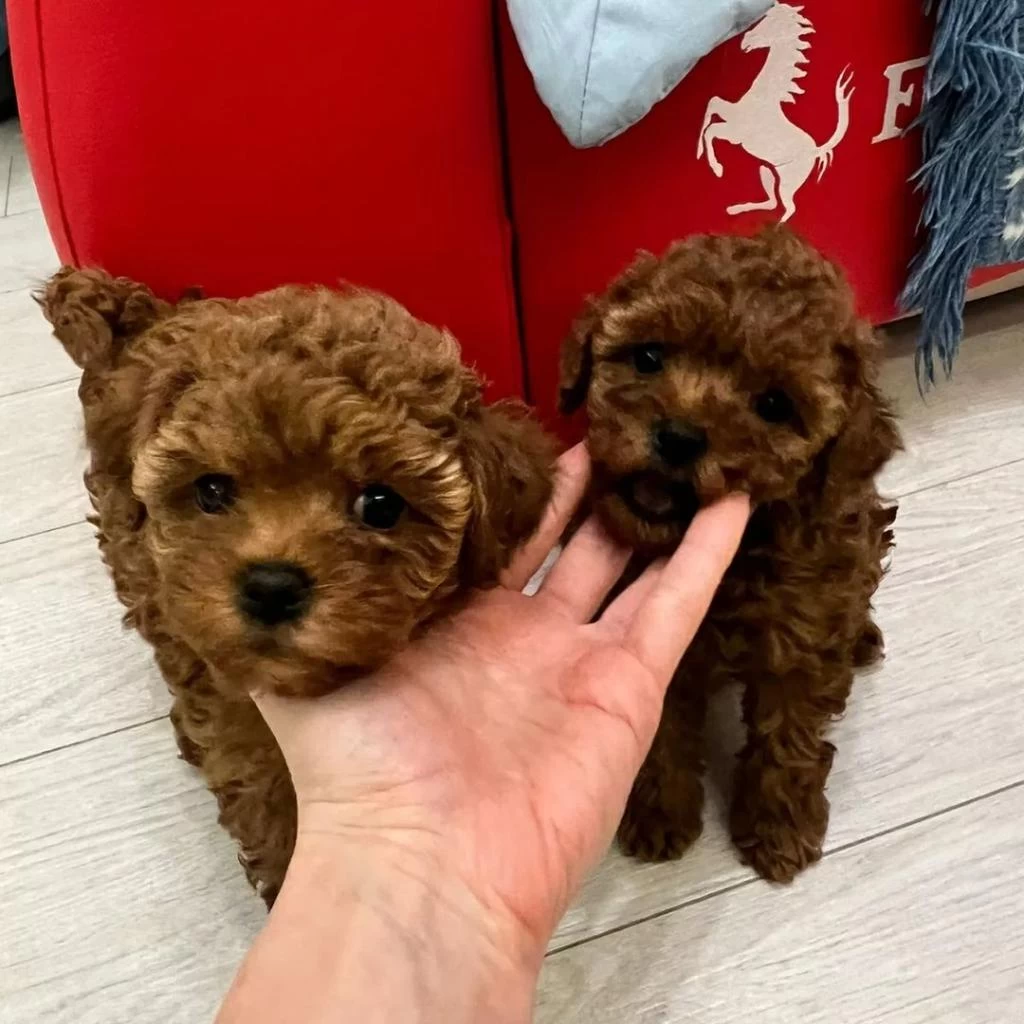 Toy Poodle Yavrulari
