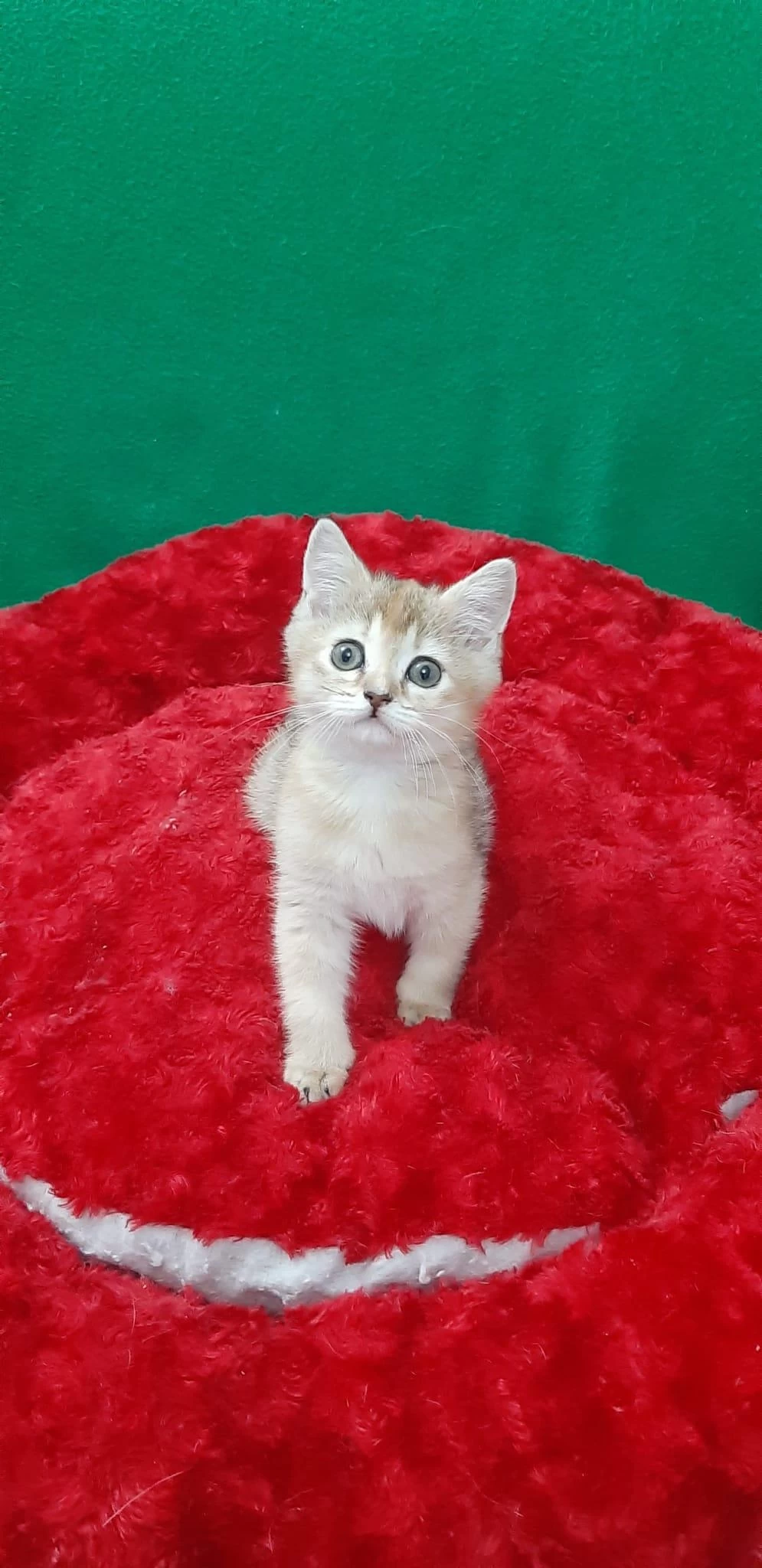 Golden British Shorthair
